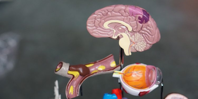 Scientists say we’re getting dumber than before