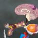 Scientists say we’re getting dumber than before